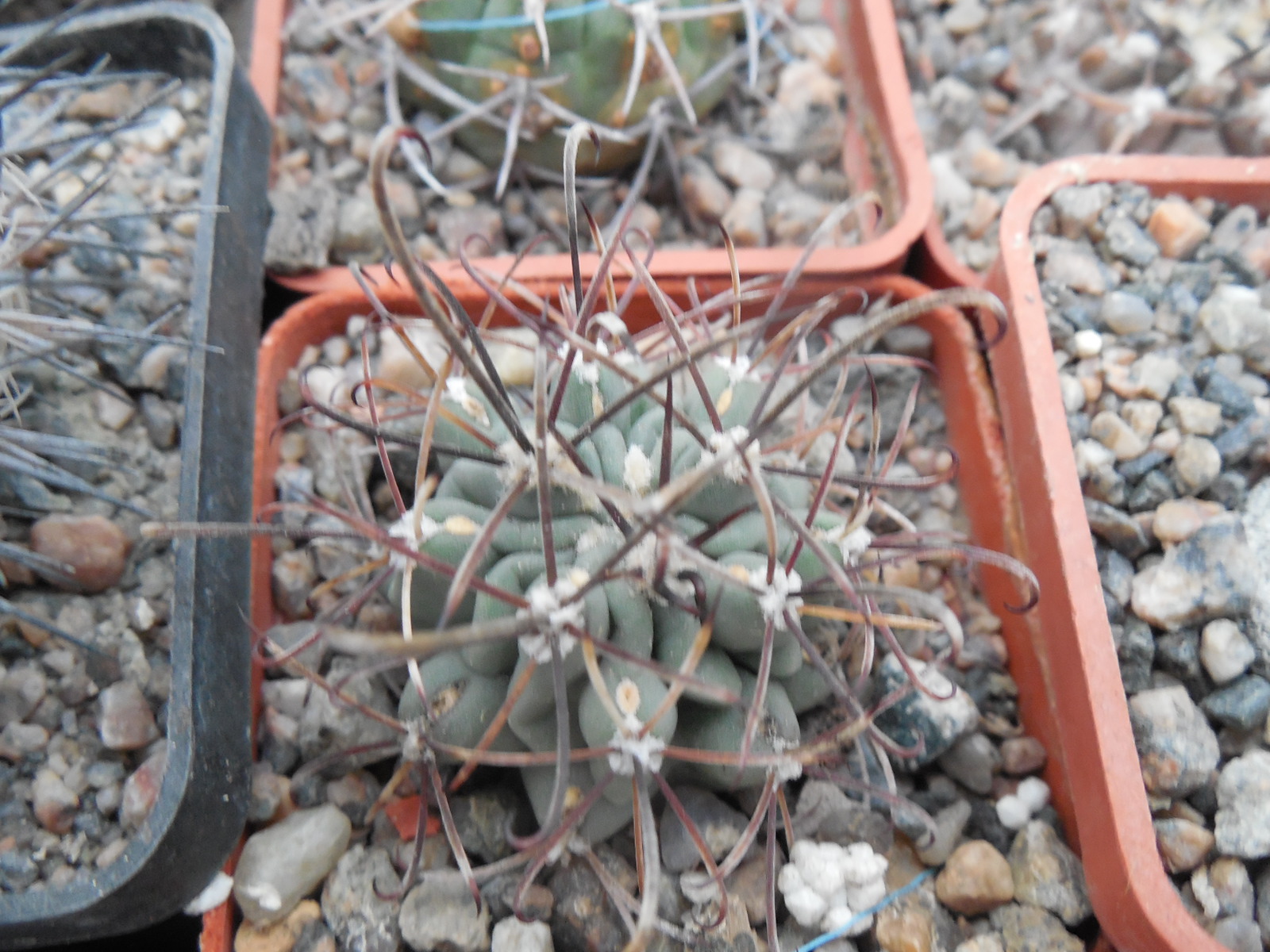 Glandulicactus uncinatus DJF 615 - black flower - Catorse, SLP. - MG -