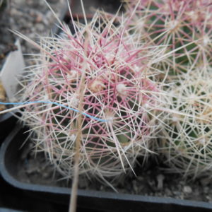 Thelocactus bicolor  - Snicer   P. Kupcak
