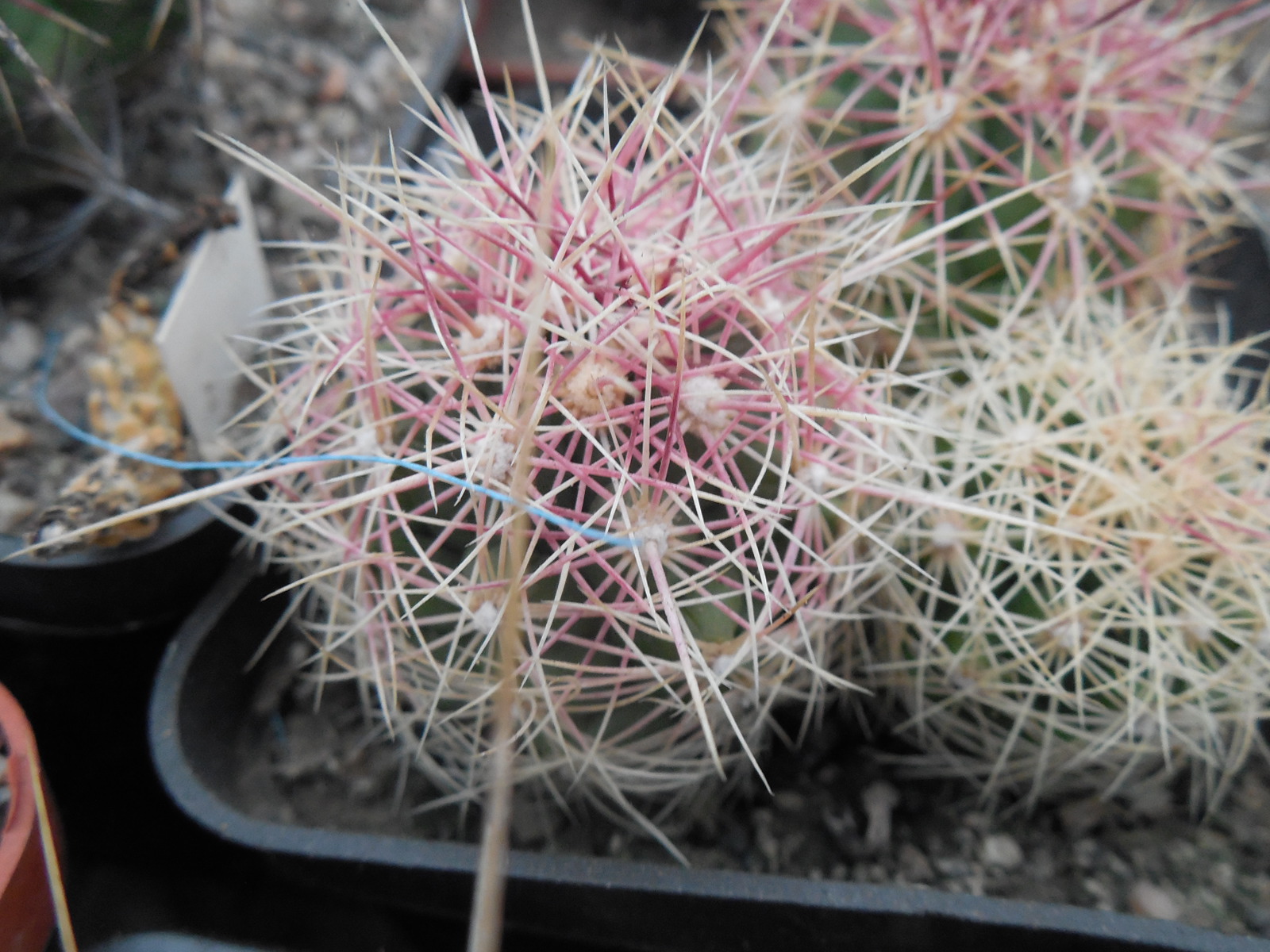Thelocactus bicolor  - Snicer   P. Kupcak