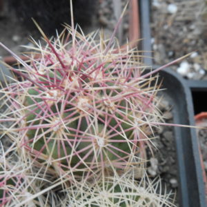 Thelocactus bicolor  - Snicer   P. Kupcak