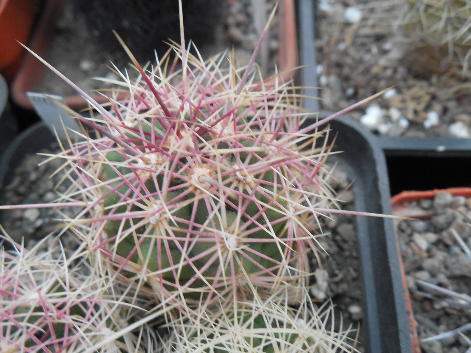 Thelocactus bicolor  - Snicer   P. Kupcak