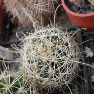 Hamatocactus setispinus - v. hamatus  f. white - yellow sp. - Kupcak -