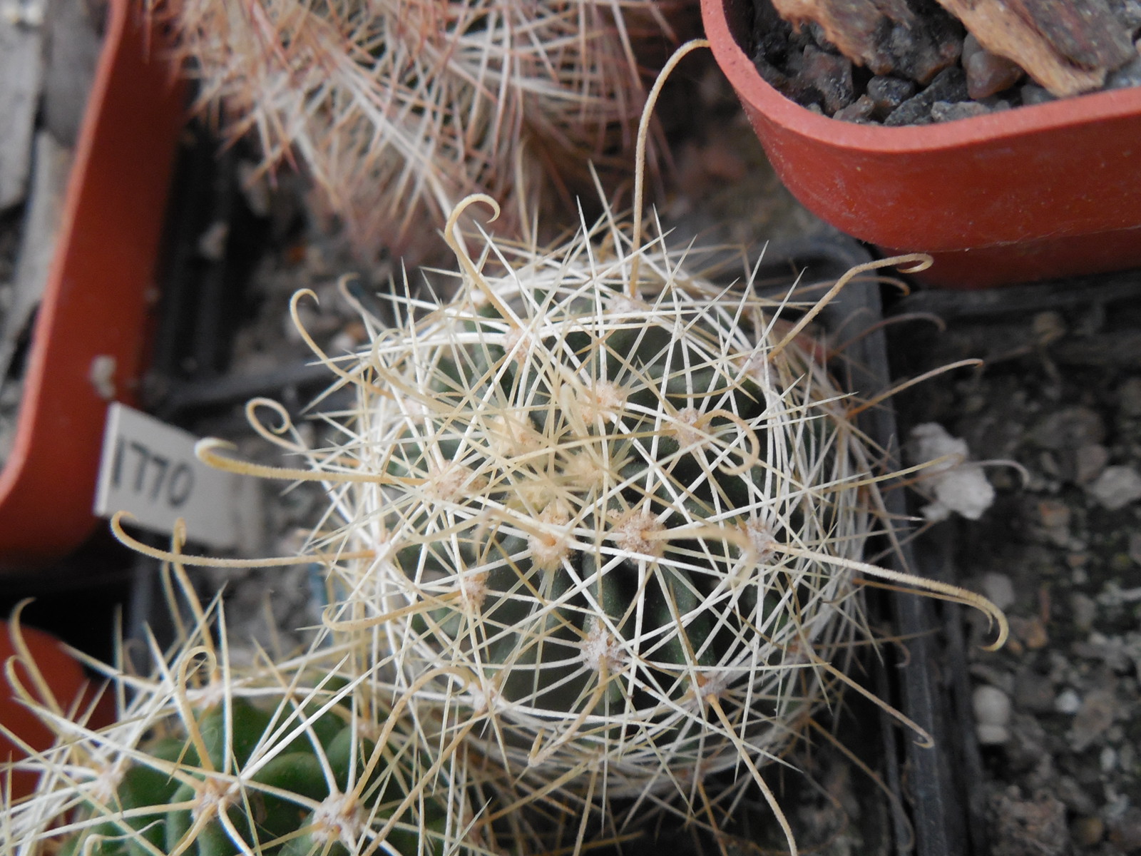 Hamatocactus setispinus - v. hamatus f. white - yellow sp. - Kupcak -