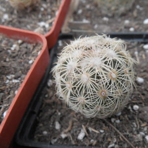 Coryphantha palmeri GL 66 - ne Aramberri, NL.   MG