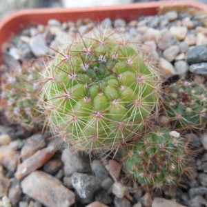 Notocactus glaucinus - v. depressus HU 61A - MG