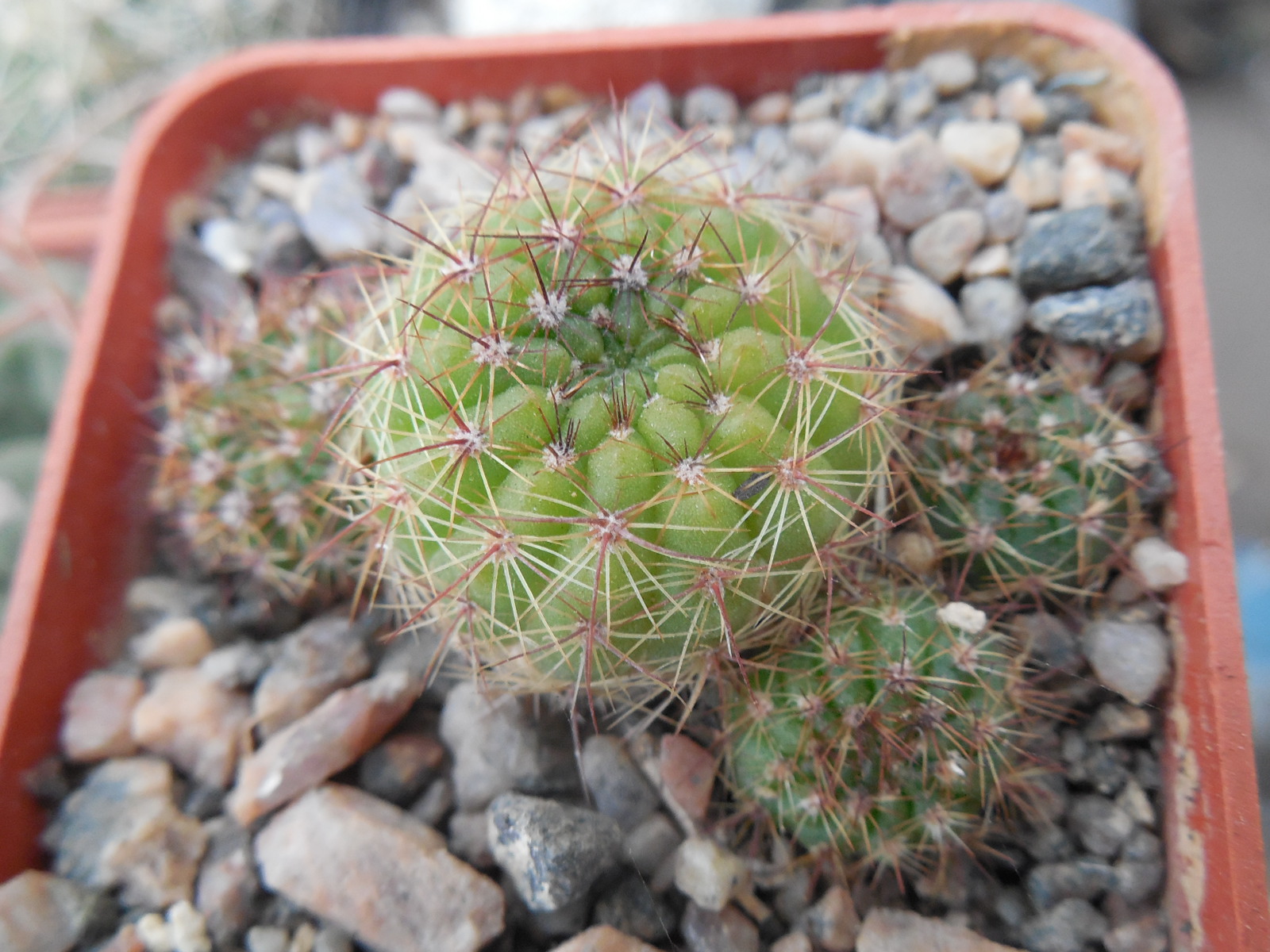 Notocactus glaucinus - v. depressus HU 61A - MG