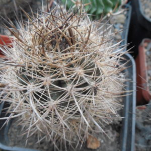 Neoporteria subgibbosa - v.nigrichorrida