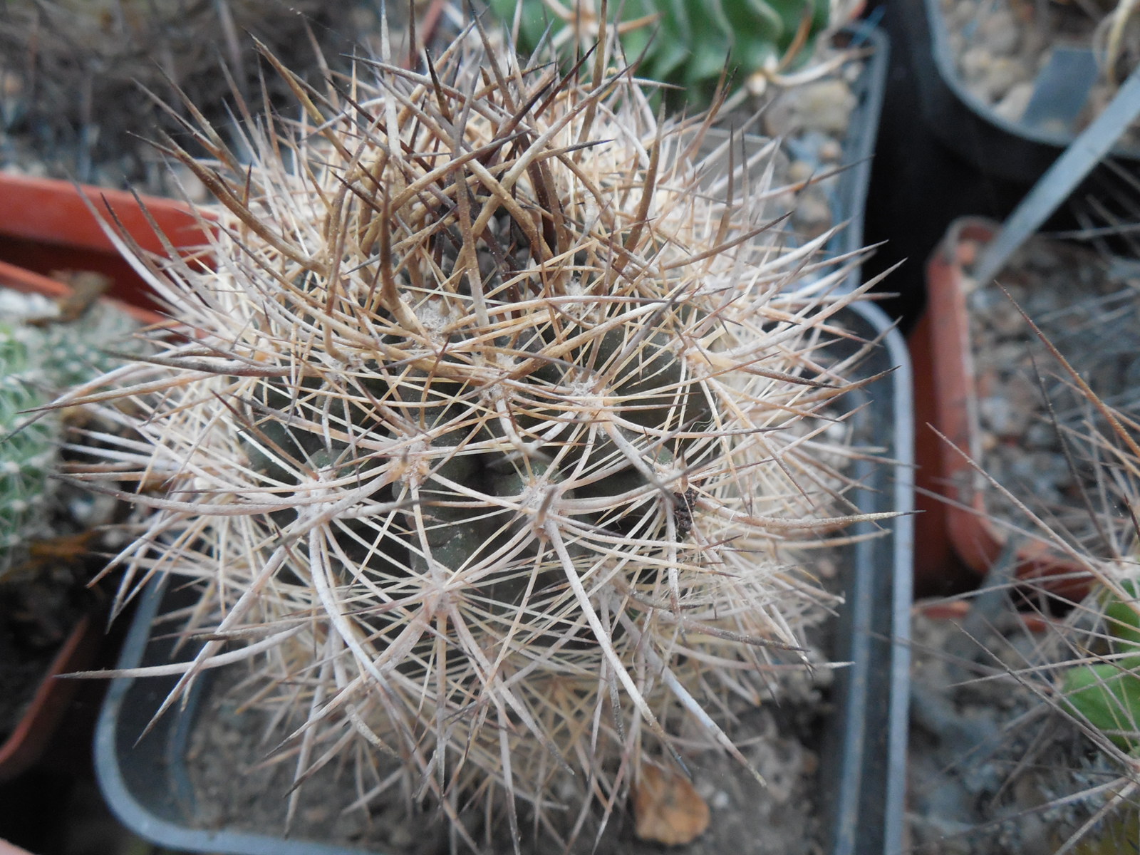 Neoporteria subgibbosa - v.nigrichorrida