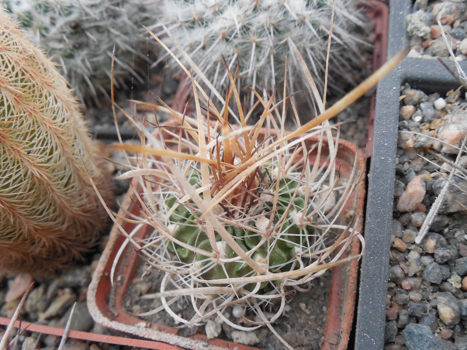 Echinofossulocactus lloydii - відбір -