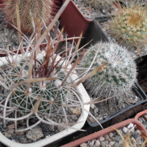 Echinofossulocactus  lloydii -  відбір -
