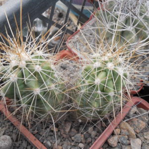 Echinocereus enneacanthus SB 700 - Cuchillo, Coah.  - massive spines - MG -