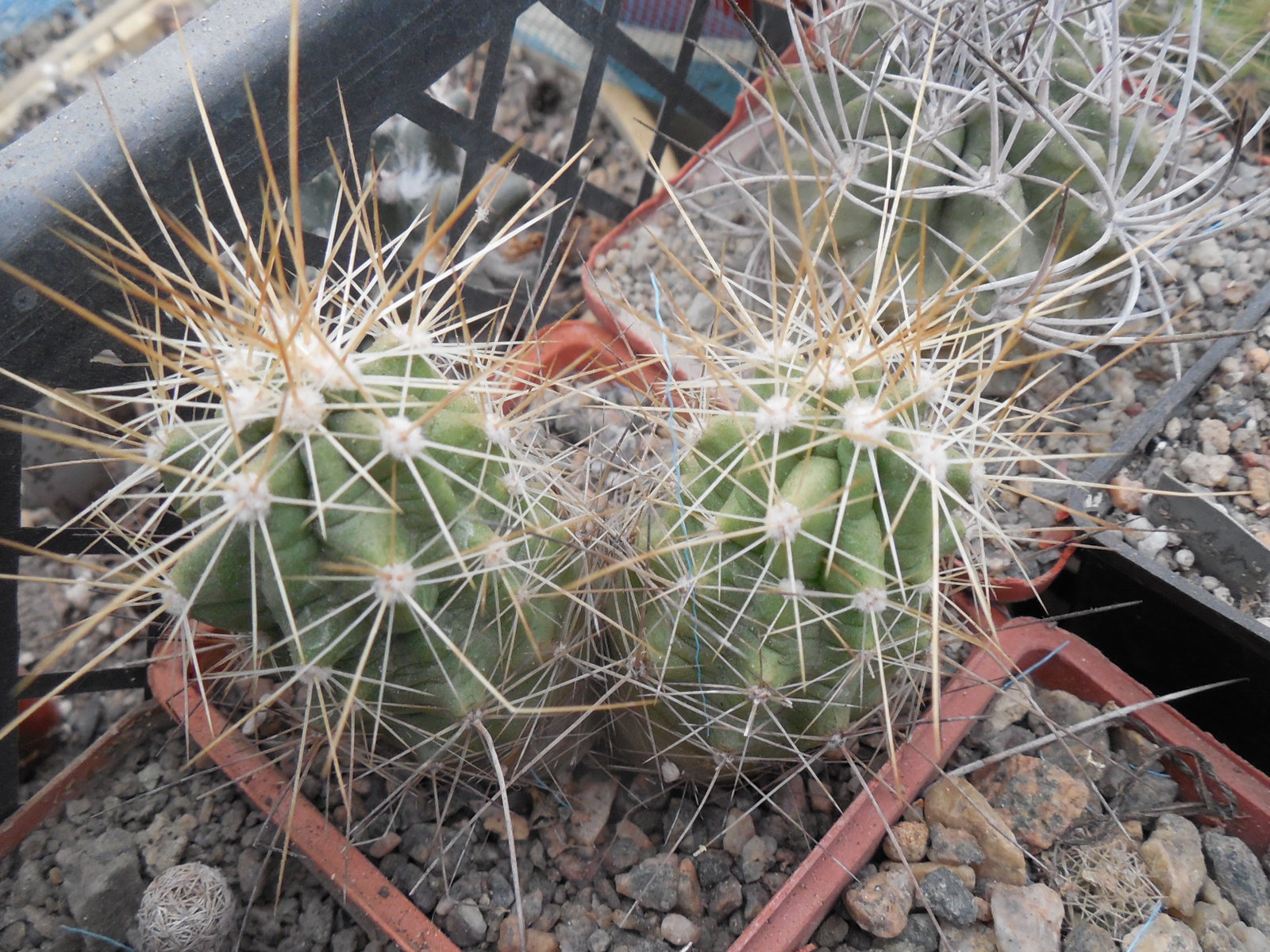Echinocereus enneacanthus SB 700 - Cuchillo, Coah.  - massive spines - MG -