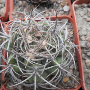 Gymnocalycium mostii - радянська селекція - відбір