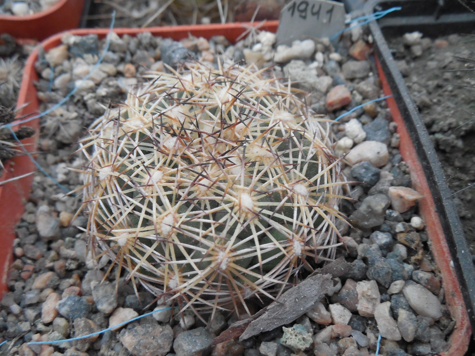 Coryphantha radians SB 679 - Zimapan, H-go, only 12-13 white sp. - MG -
