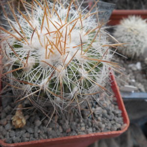 Echinofossulocactus albatus - De Herdt -