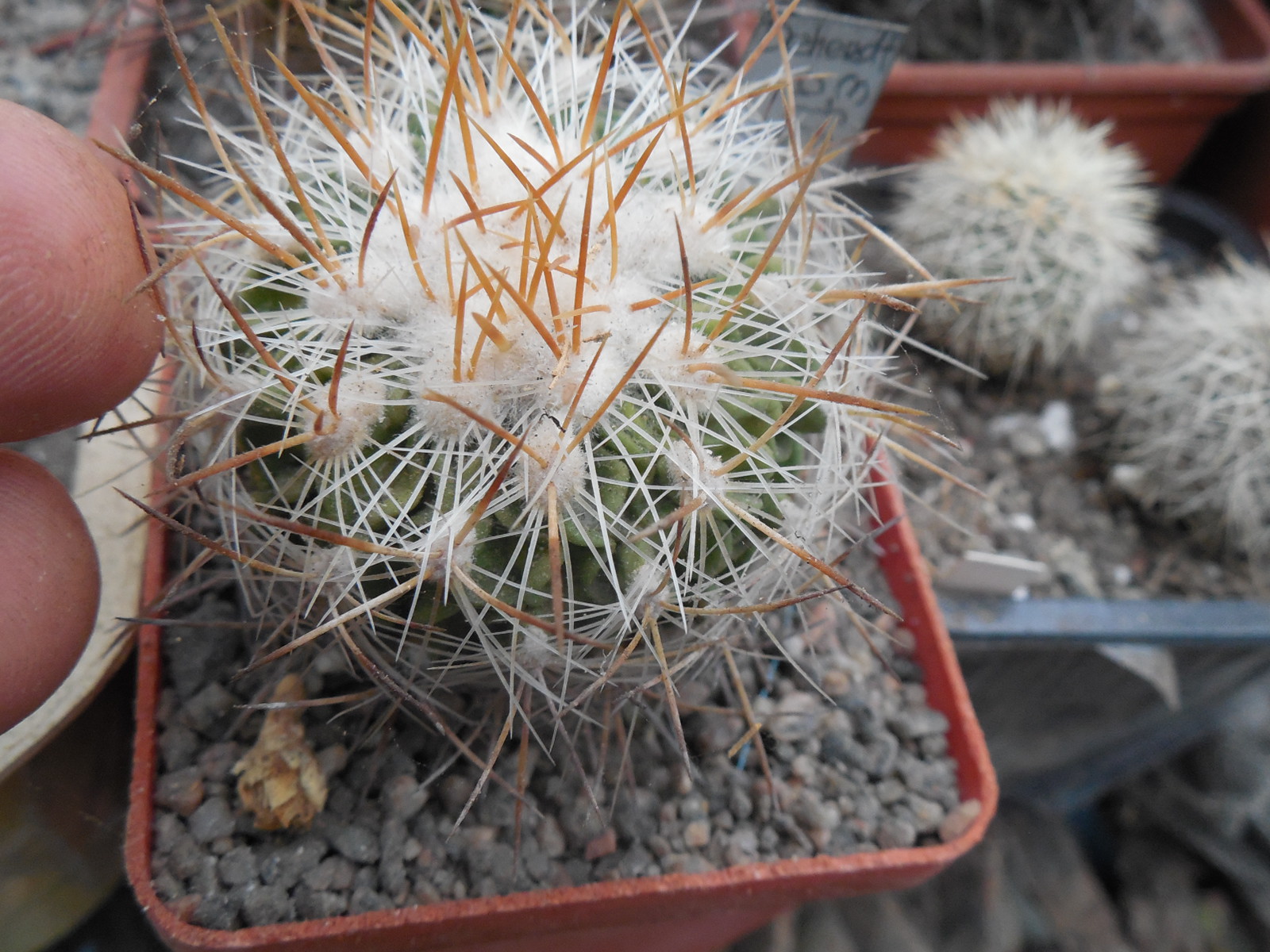 Echinofossulocactus albatus - De Herdt -