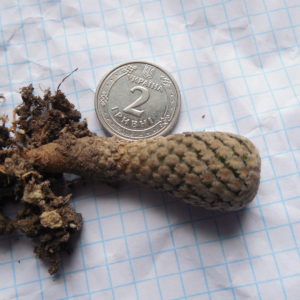 Turbinicarpus valdezianus - v.albiflorus TGG 2003 - PK-