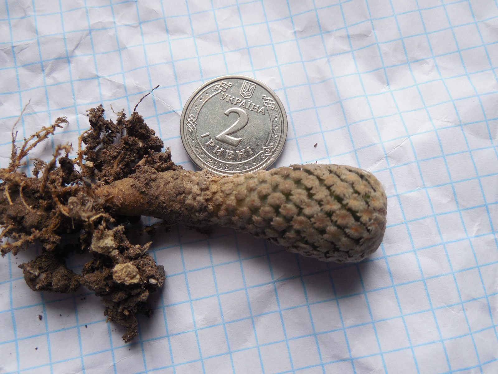 Turbinicarpus valdezianus - v.albiflorus TGG 2003 - PK-