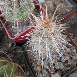 Echinocereus engelmanii - v.chrysocentrus RP 75 - (relictus) St. George Ut - dark purple sp. MG - (to - 20*C)