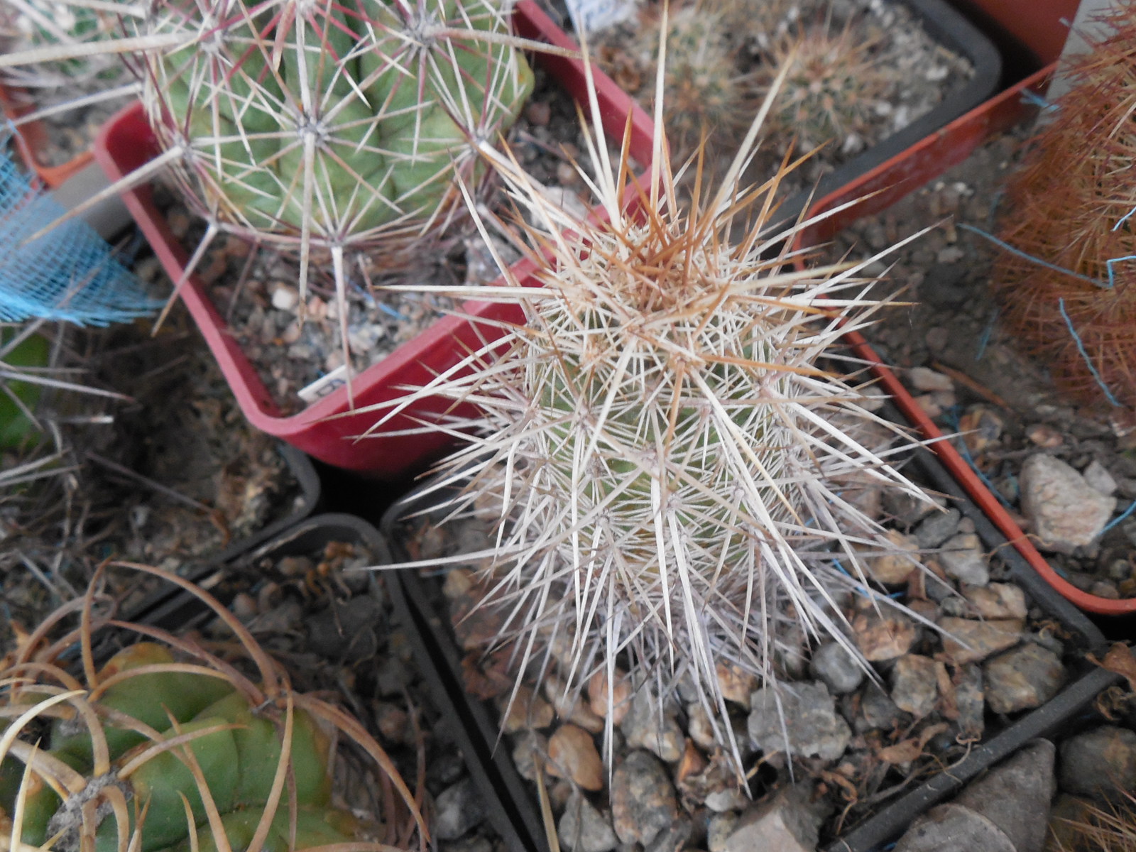Echinocereus engelmanii - v.chrysocentrus RP 75 - (relictus) St. George Ut - dark purple sp. MG - (to - 20*C)