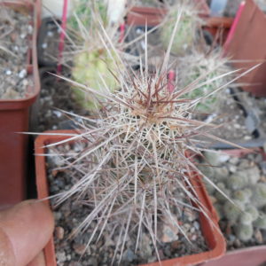 Echinocereus engelmanii - v.chrysocentrus RP 75 - (relictus) St. George Ut - dark purple sp. MG - (to - 20*C)