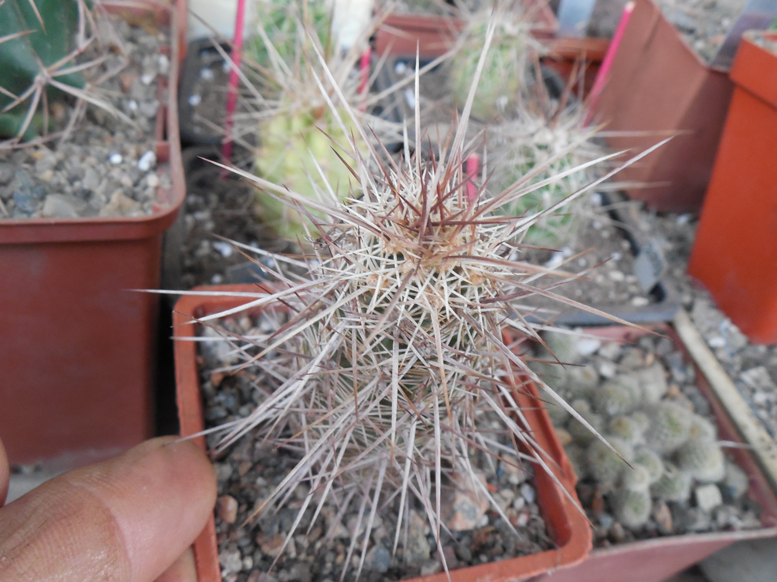 Echinocereus engelmanii - v.chrysocentrus RP 75 - (relictus) St. George Ut - dark purple sp. MG - (to - 20*C)