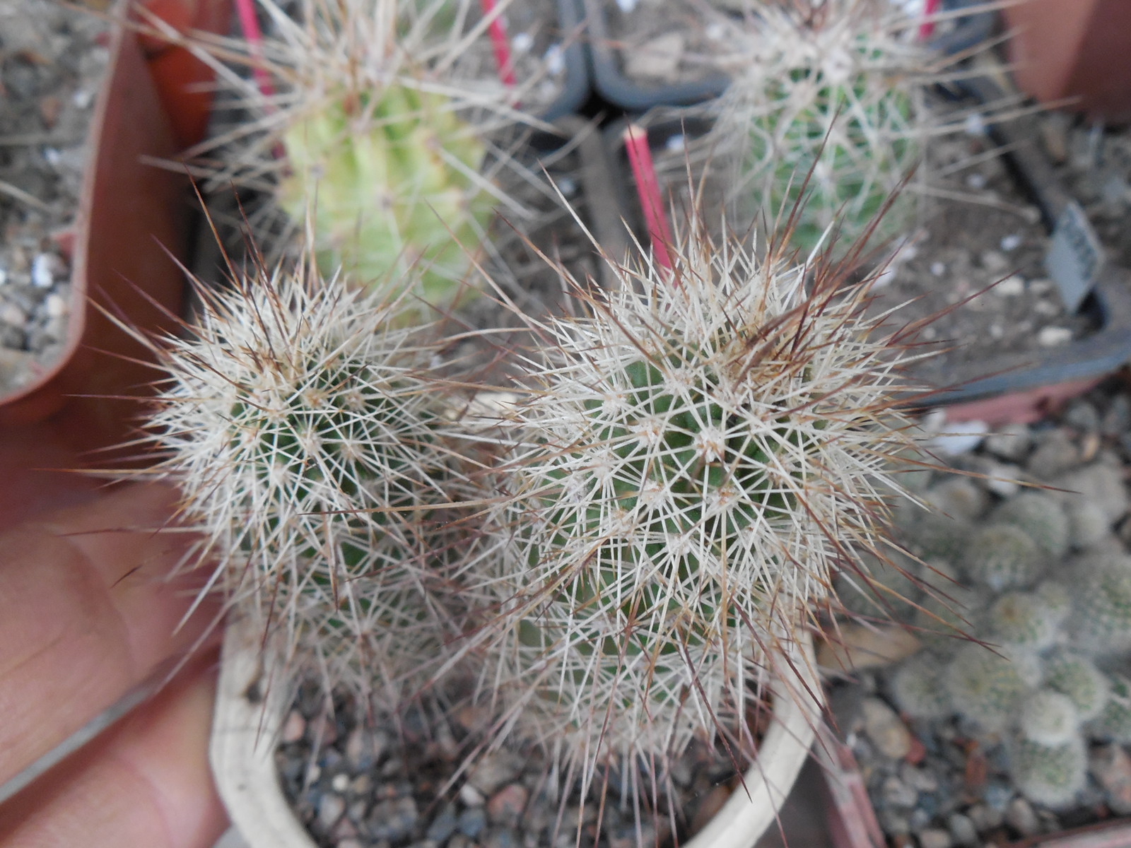 Echinocereus apachensis MN 149 - Fisch Creek, Az. - Piltz -