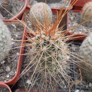 Echinocereus nicholii  SB 1933 - w. Sonoita, Sonora, - MG -