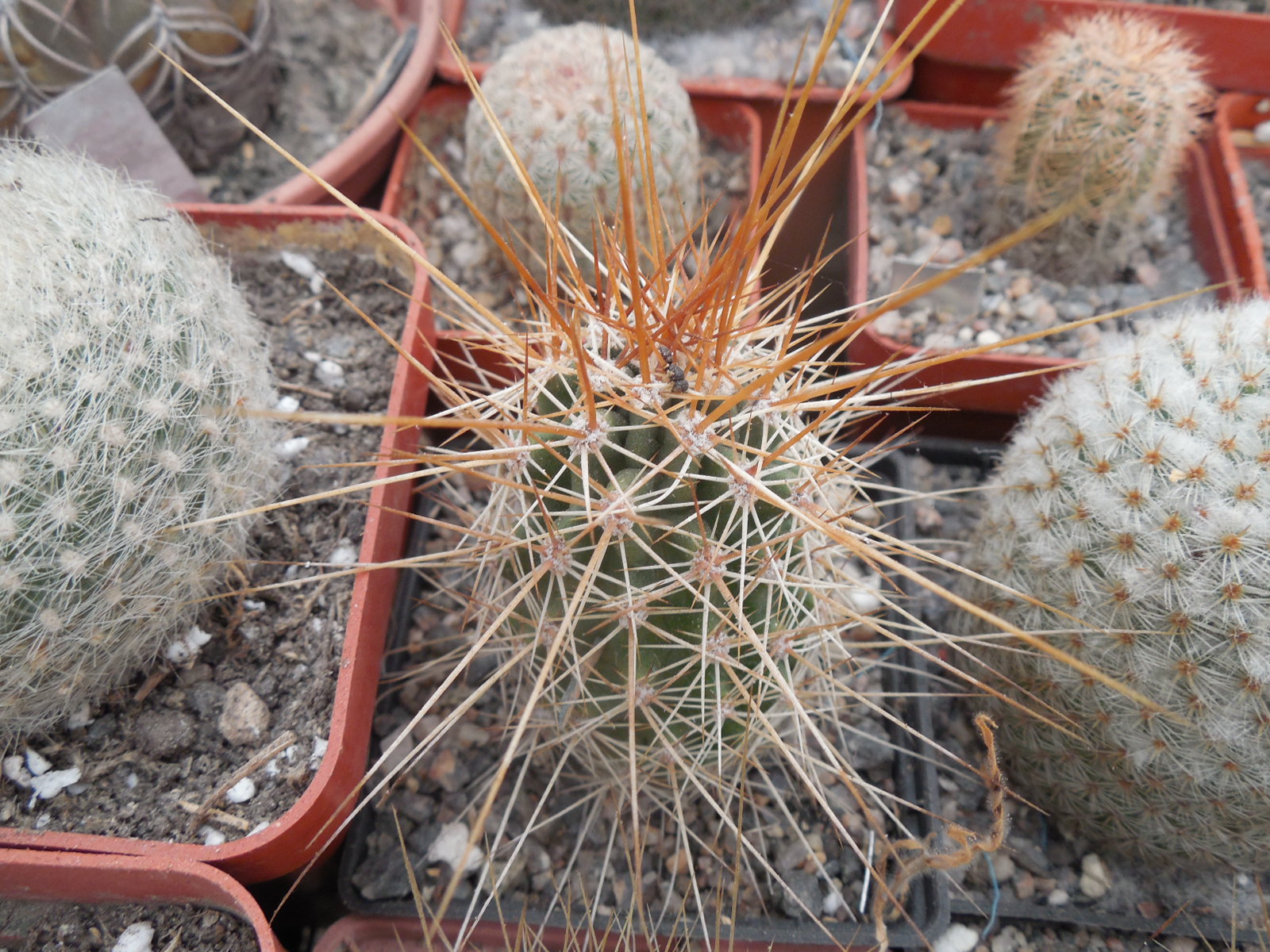 Echinocereus nicholii  SB 1933 - w. Sonoita, Sonora, - MG -