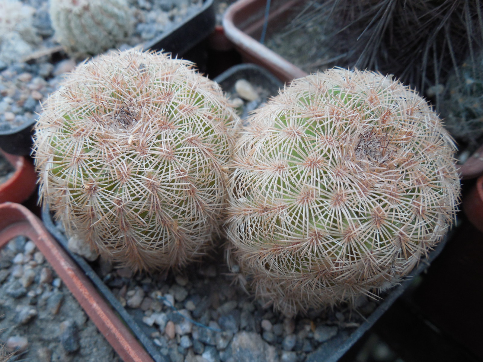 Echinocereus reichenbachii L 1394 - Llera, Tam. - MG -