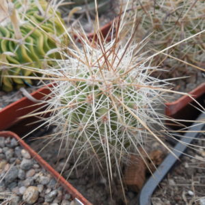 Echinocereus stramineus - v. ocidentalis PP 1563 - Cerro Vola, Coah. - PP