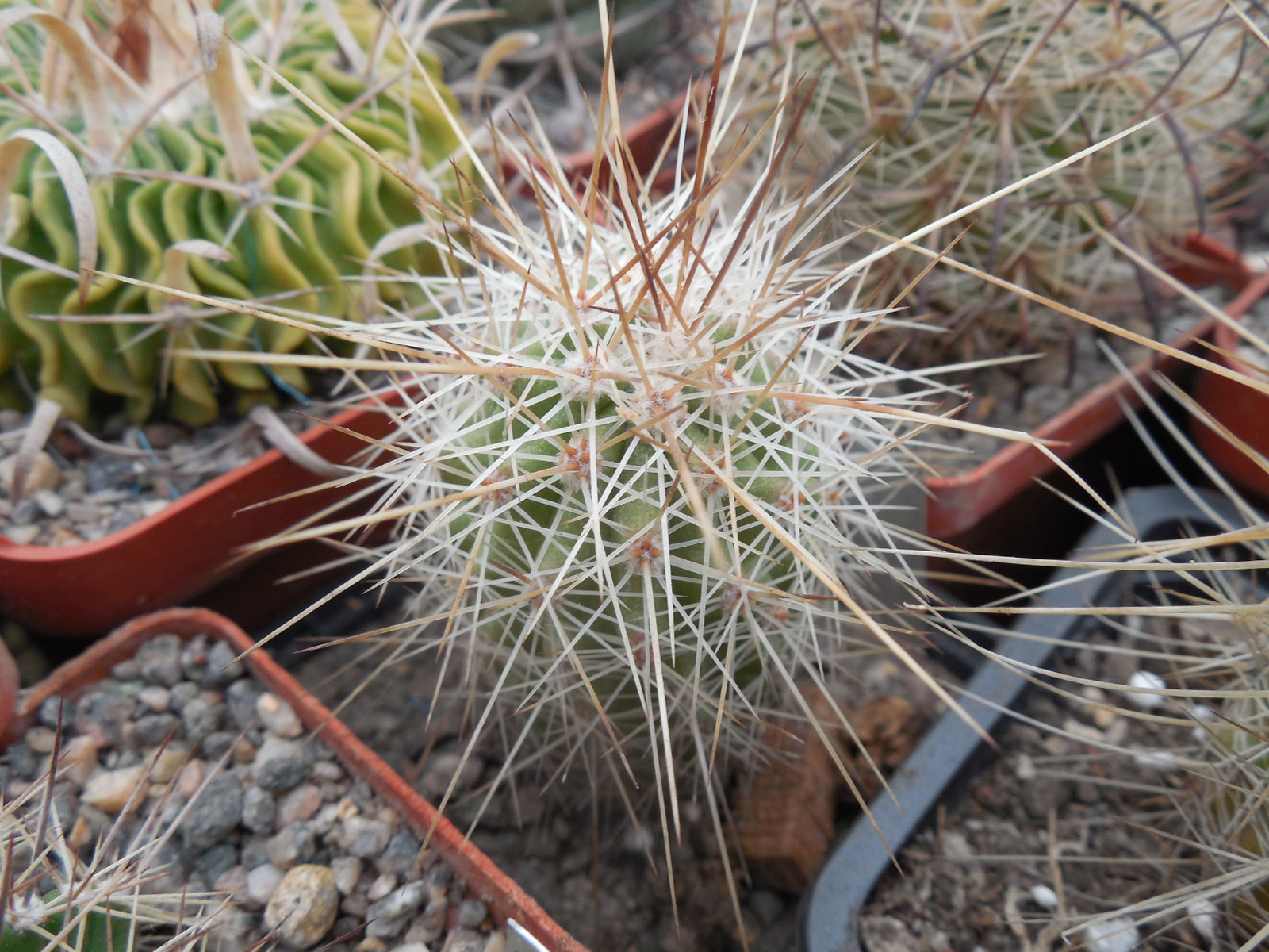Echinocereus stramineus - v. ocidentalis PP 1563 - Cerro Vola, Coah. - PP