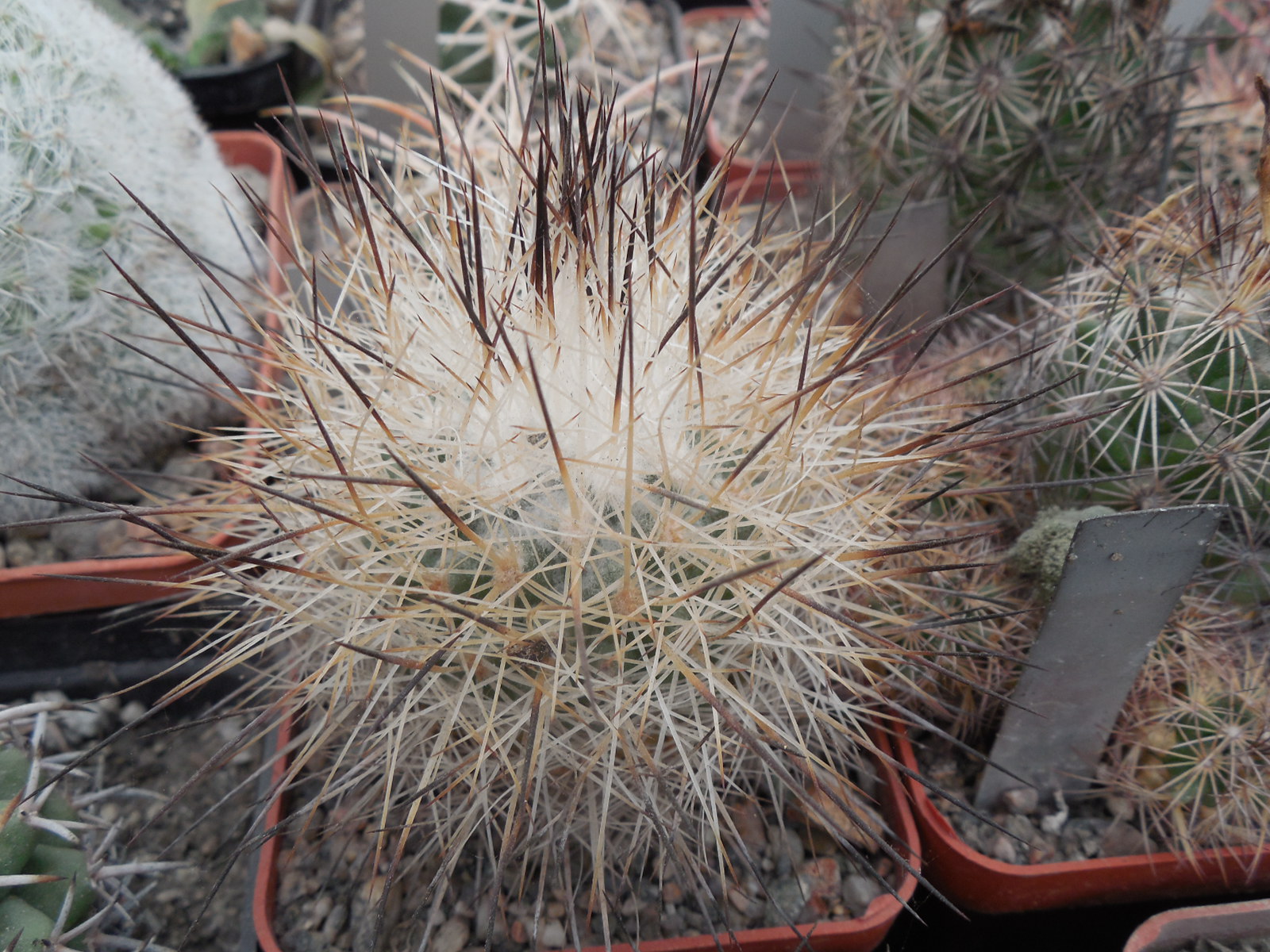 Gymnocactus beguinii - v.francii - MG -