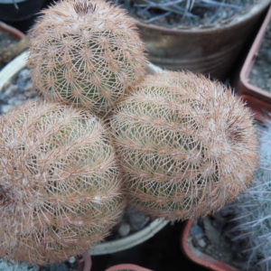 Echinocereus reichenbachii L 1394 - Llera, Tam. - MG -
