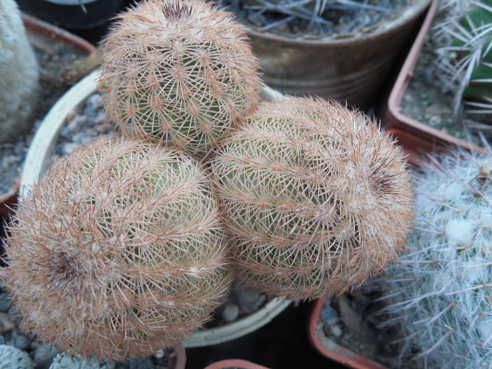 Echinocereus reichenbachii L 1394 - Llera, Tam. - MG -