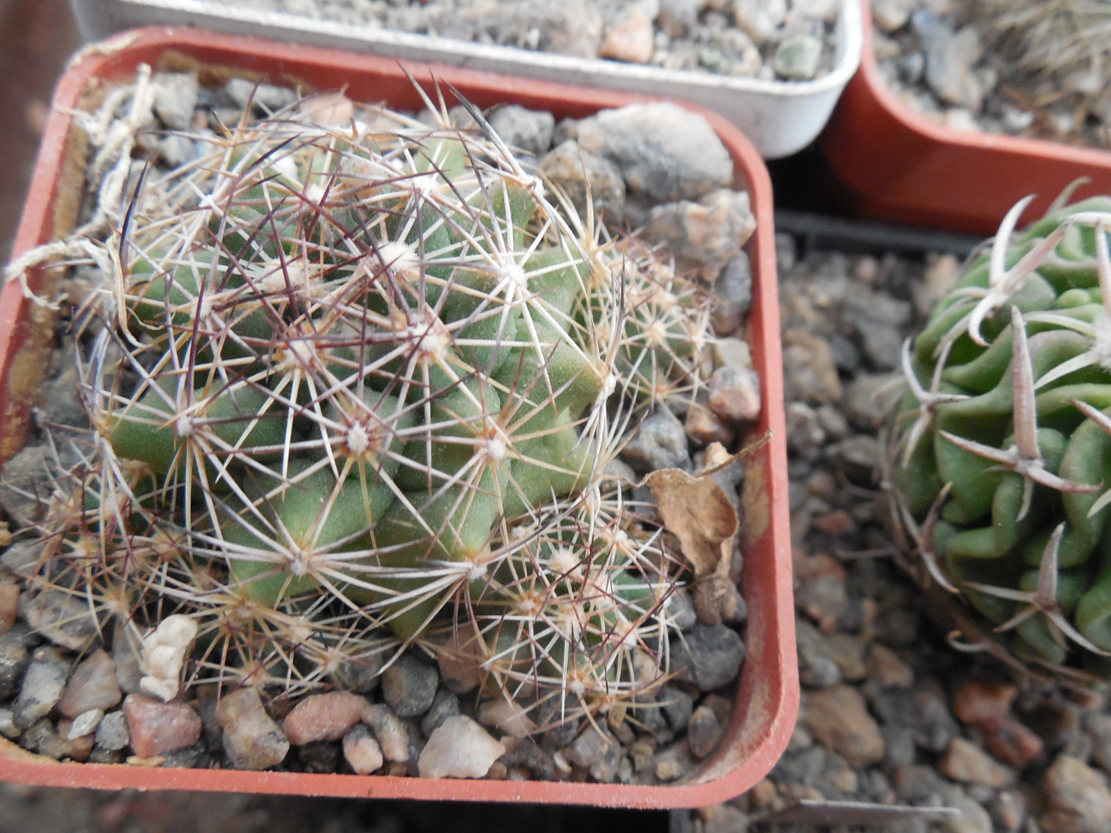 Coryphantha neglecta