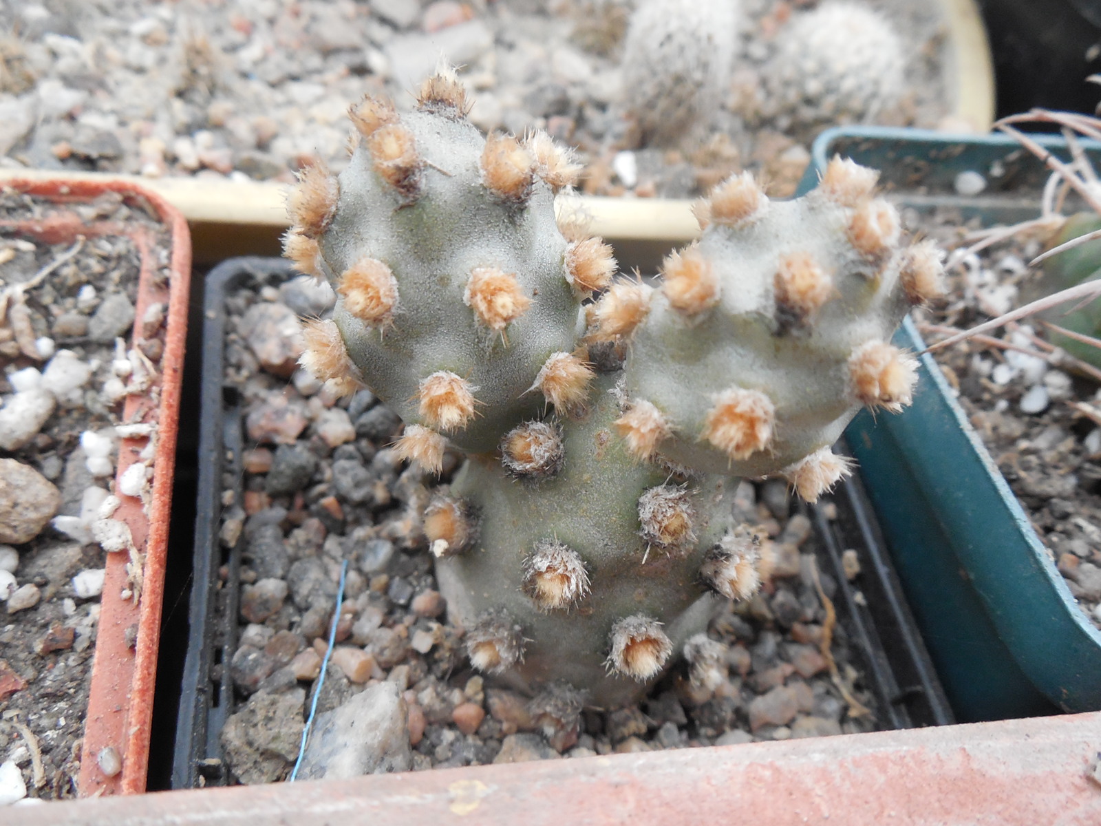 Tephrocactus molinensis