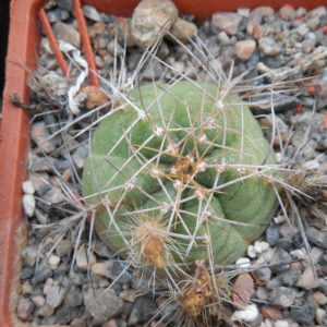 Echinocereus knippelianus