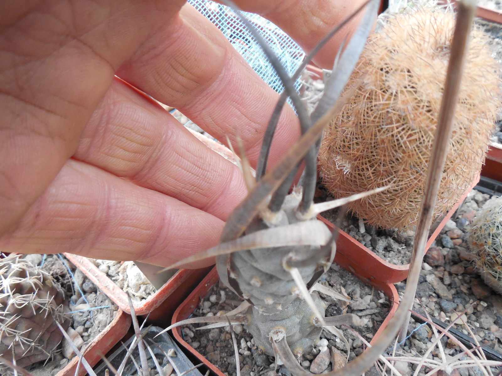 Tephrocactus articulatus - v. diadematus