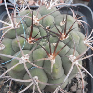 Gymnocalycium saglionis