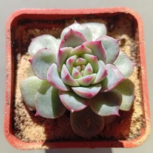 Echeveria Apus hybr ( Ermak Olga)
