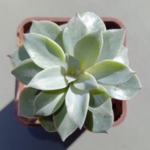 Echeveria Courtisane