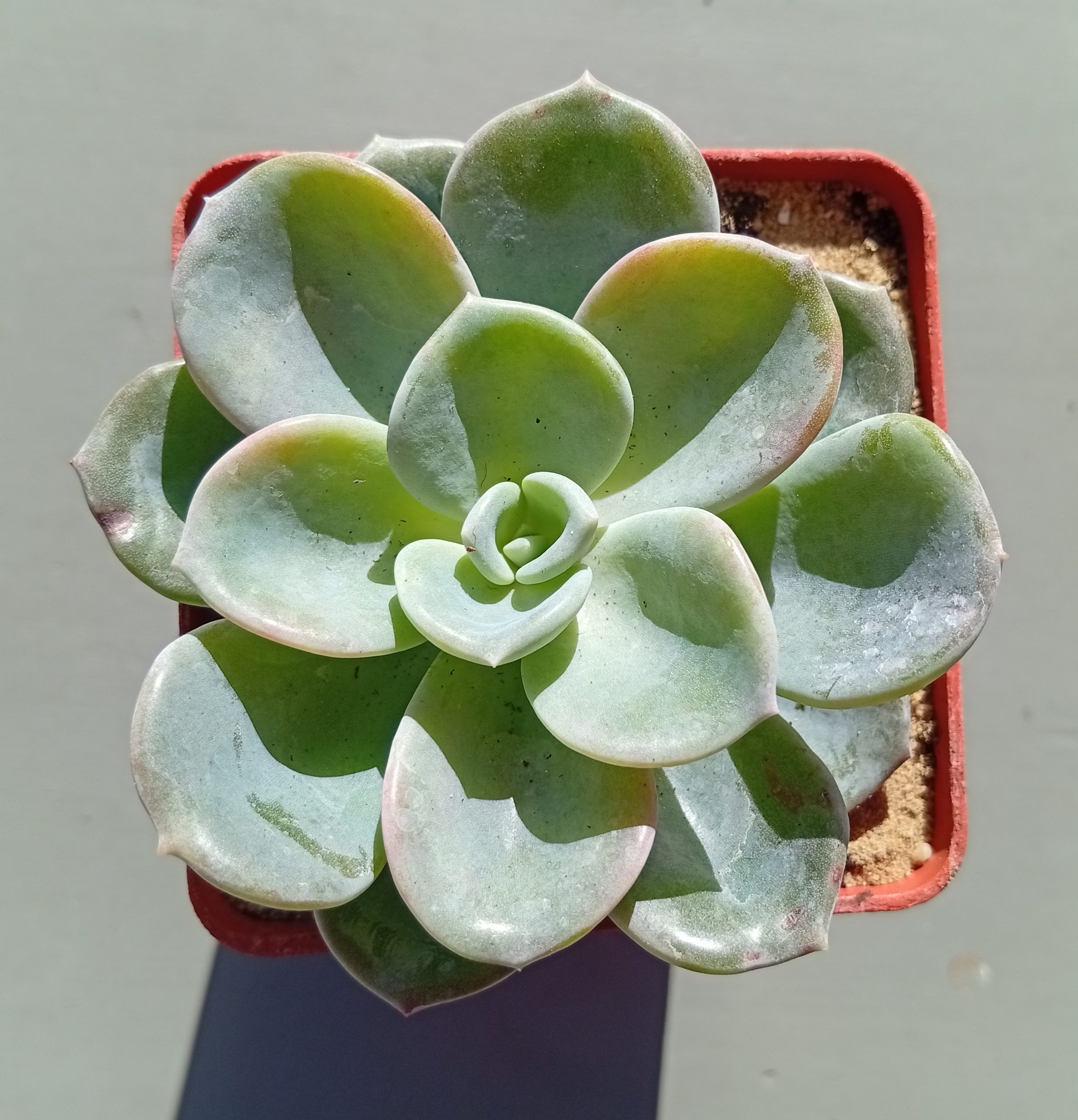 Graptoveria Orpet