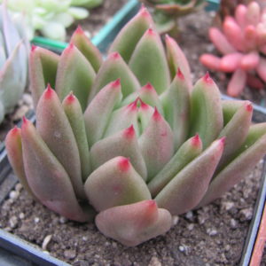 Echeveria  *Miranda*