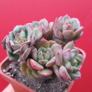 Echeveria Pudgy