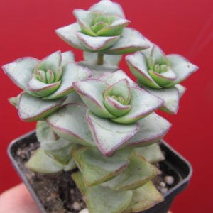 Crassula perforata  *String of Buttons*