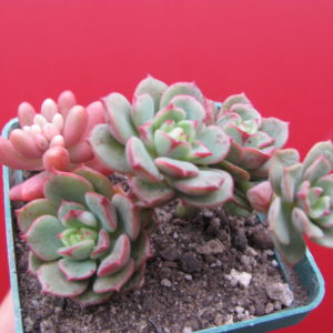 Sedeveria Pudgy