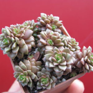 Cremnosedum *Little Gem*