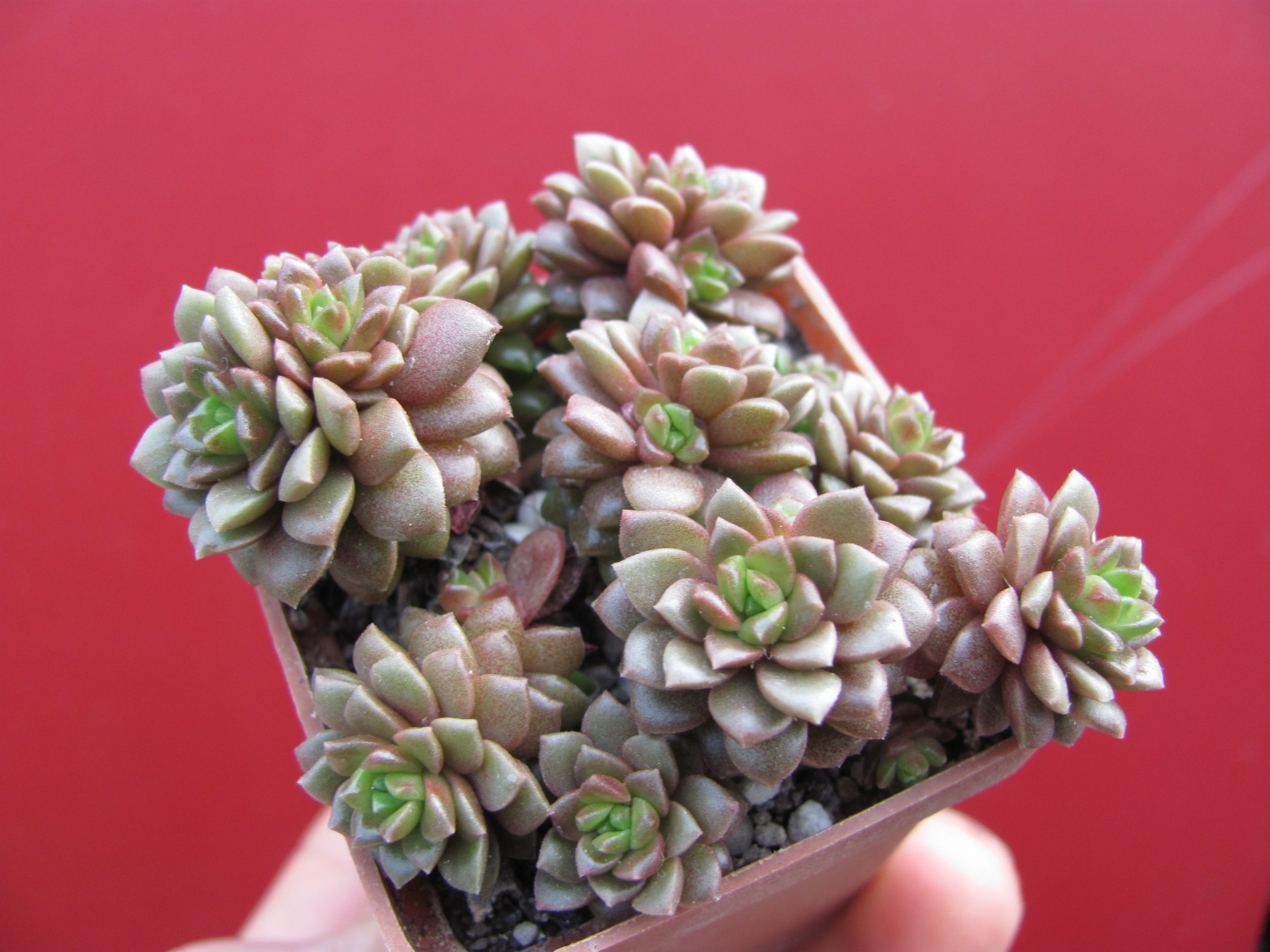 Cremnosedum *Little Gem*