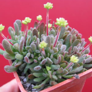 Crassula pubescens